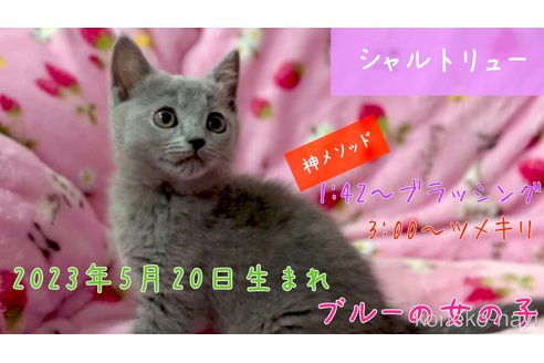 販売中の北海道のシャルトリュー-61022